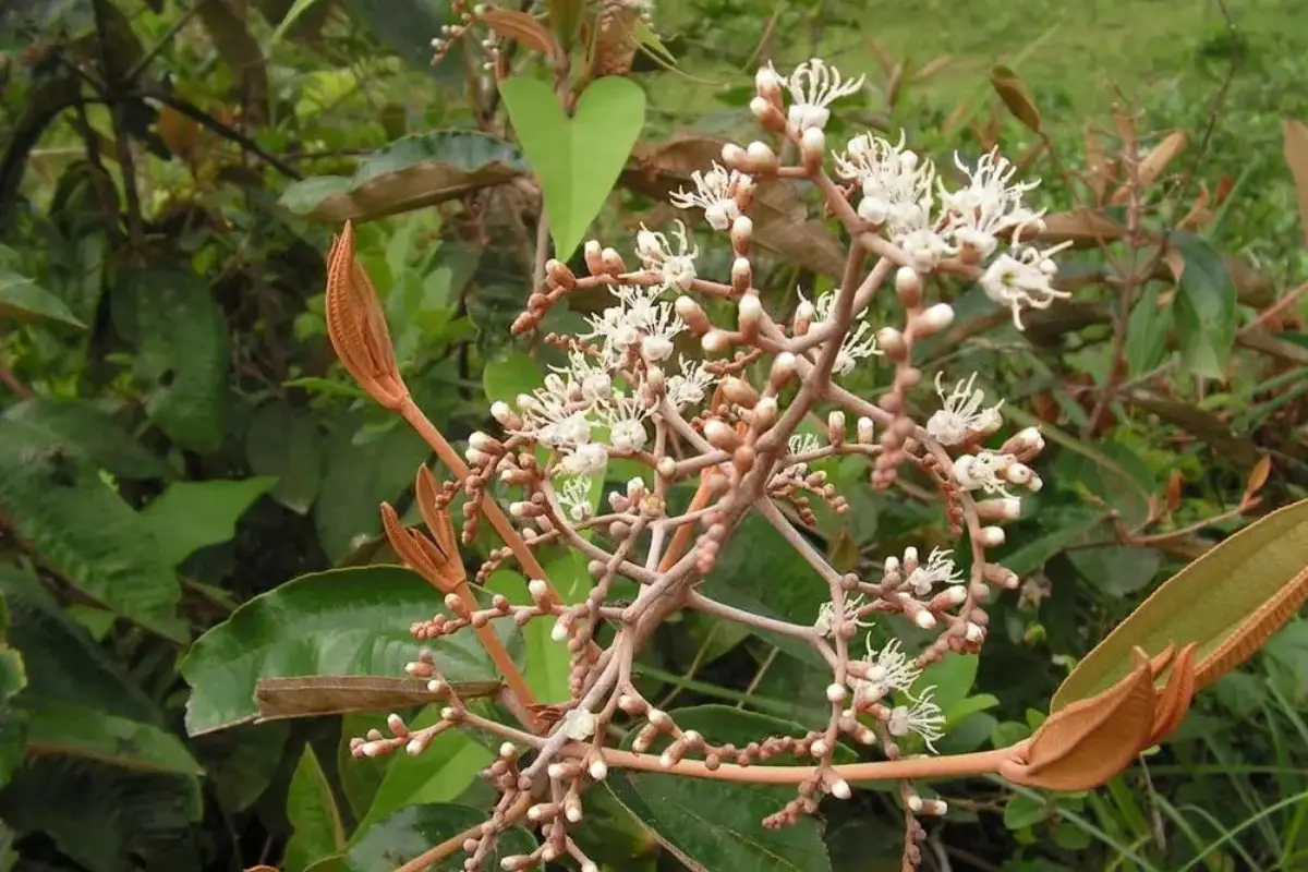 Descubra o que é o chá de canela de velho saiba como fazer o chá de canela de velho. Além de descobrir seus benefícios contra as dores nas articulações, artrite, artrose. 