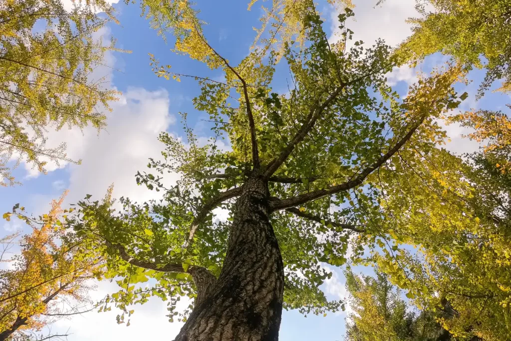 O cha de ginkgo biloba melhora a memória, a concentração, o humor, a visão, a pressão arterial, a saúde do coração e a libido. Aprenda como fazer o chá de ginkgo biloba e seus benefícios.