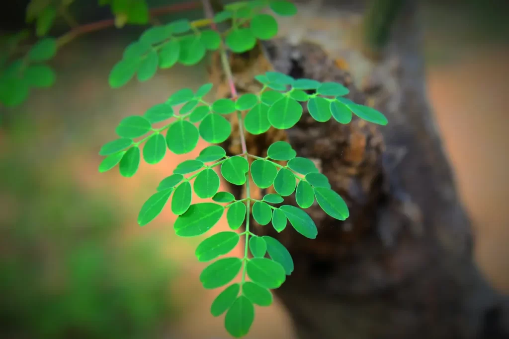 Conheça os benefícios do chá de moringa para a saúde e descubra como fazer essa bebida nutritiva e energizante.