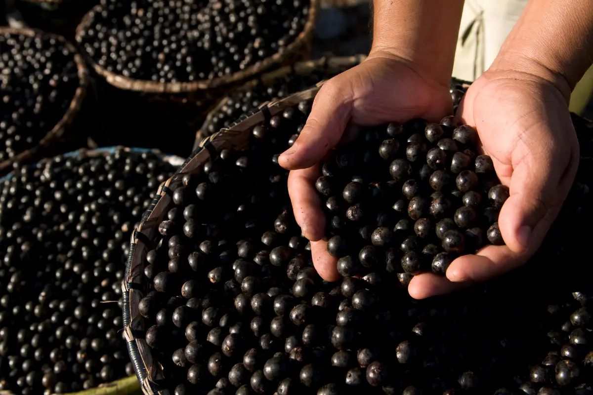 Descubra os benefícios do suco de açaí e aprenda diferentes receitas para preparar essa deliciosa e nutritiva bebida. Como fazer o suco de açai e para que serve.