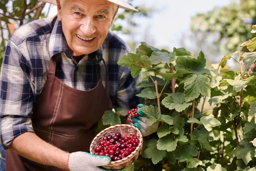 descobriu o que é e por que consumir suco de cranberry, como fazer a receita e quais são as 5 melhores receitas para você experimentar