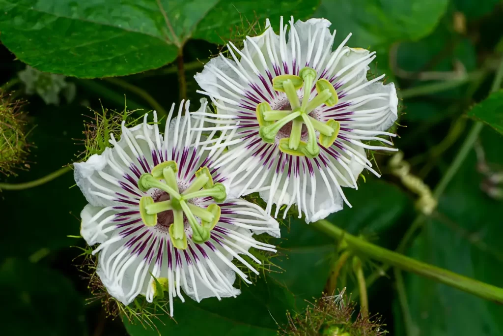 Descubra os incríveis benefícios do chá de passiflora para a saúde e bem-estar. Aprenda como fazer diversas receitas e conheça outros usos dessa planta versátil.