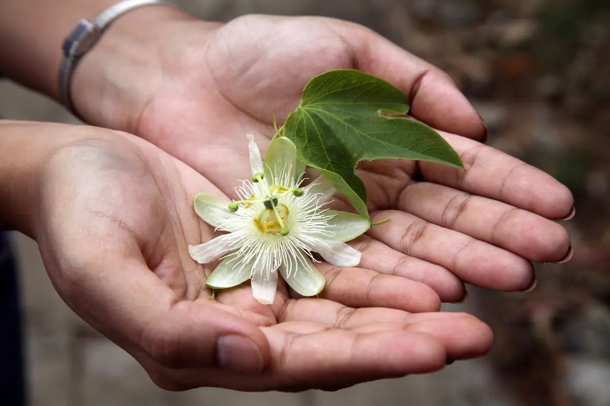 Descubra os incríveis benefícios do chá de passiflora para a saúde e bem-estar. Aprenda como fazer diversas receitas e  conheça outros usos dessa planta versátil.