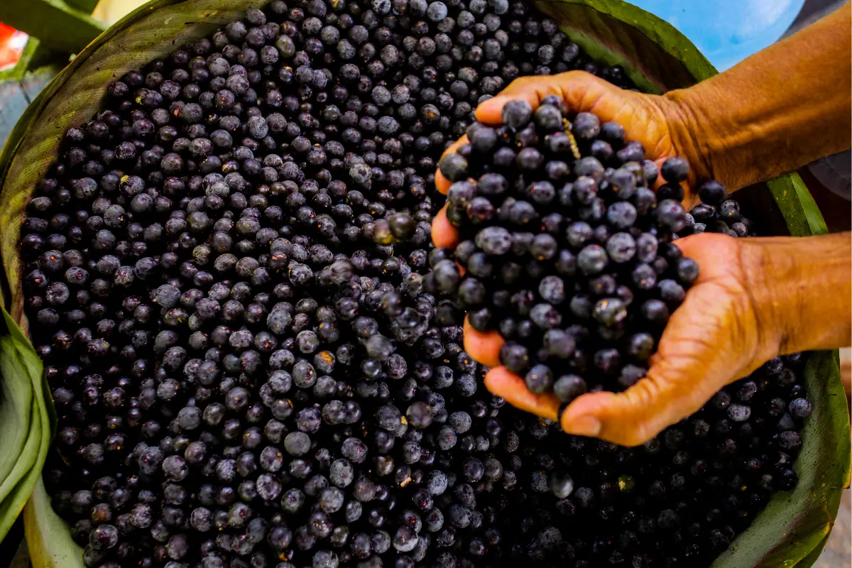 Descubra os benefícios da vitamina de açaí, uma bebida saudável e deliciosa que combina açaí, frutas e outros ingredientes nutritivos. Aprenda a fazer uma receita básica e aproveite todos os benefícios dessa poderosa fonte de energia e nutrição.