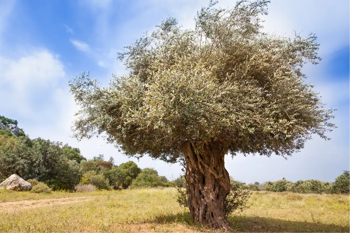 Descubra os incríveis benefícios do chá de oliveira, aprenda como fazer em casa diversas receitas de chá de oliveira. Dicas de consumo e efeitos colaterais que o chá de oliveira pode acarretar.